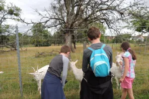 Atelier : les animaux de la ferme