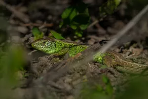 Découverte des reptiles