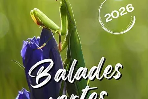 Balades Vertes en Haute-Marne : Billebaude lors de la bascule entre été et automne