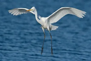 Nature en fête : sortie observation des oiseaux