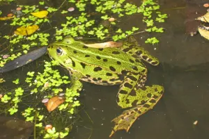 Au pays des grenouilles : le marais