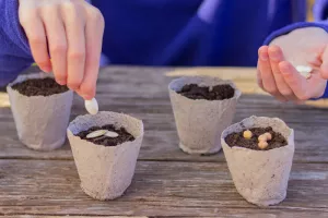 Créer un potager en pot