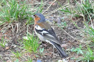 Les oiseaux communs nicheurs