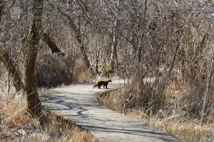 Marais de Bonnefont "Les arbres et leur santé"