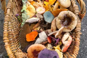 Journée mycologique : cueillette de champignons