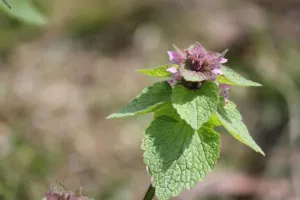 Découverte des plantes du printemps