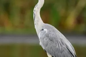 Sortie nature : les oiseaux, les pattes dans l’eau au lac du Héron