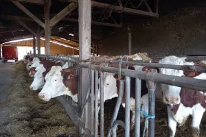 Oh la vache ! Visite d'une exploitation fromagère familiale