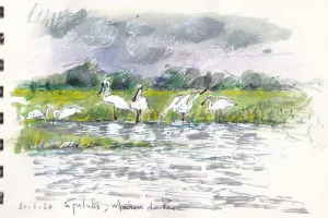 Croquis dans les marais des Ponts d'Ouve