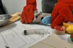 COMPLET | Soins aux animaux
