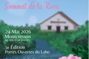 Vendanges florales-sommet de la rose
