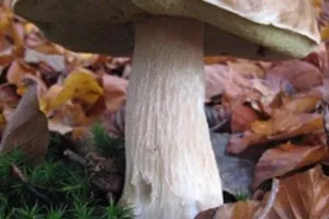 Découverte du monde des champignons