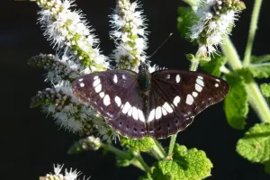 Papillons de Brenne (dans les pas de Maurice)