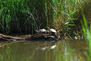 Cistude, la tortue de Brenne