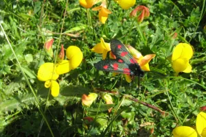 Papillons et cie