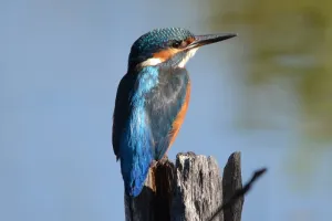 La biodiversité au fil de l'eau