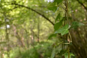 Balade nature en forêt