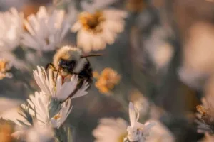 Animation ruche pédagogique