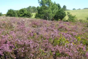 Trésors des landes du Mont Colquin
