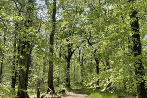 Sophro'balade au bois d'Ardennes