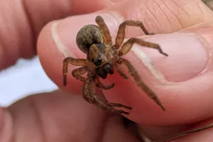 Événement Nature & Vous - Araignées : Et si on changeait de regard ?