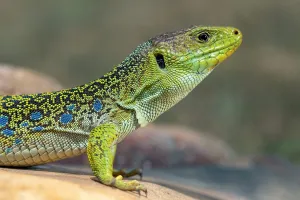 L'ABC DU HAUT-MINERVOIS - ANIMATIONS SUR LES REPTILES