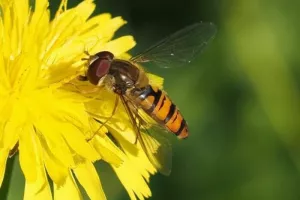 COMPLET | Les pollinisateurs