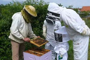 Safari-Découverte des abeilles
