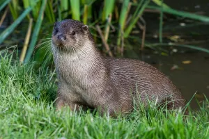 Une habitante insoupçonnée de l'Adour : la loutre