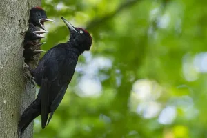 Quand la forêt chante : à la découverte des oiseaux ardennais
