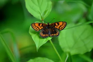 Des plantes sauvages  pour les papillons