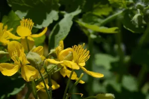 Initiation et découverte des plantes sauvages comestibles et médicinales