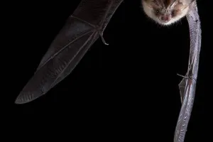Quand la nuit s’anime : à la rencontre des chauves-souris