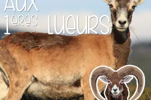 AUX PREMIÈRES LUEURS…