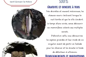 Sortie nature : La vie secrète des chauves-souris