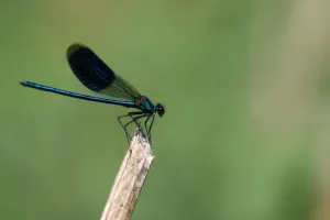 Demoiselle et libellules de la Réserve Naturelle Régionale Terres et Étangs de Brenne Massé-Foucault