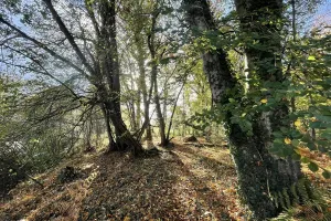 Sophro'balade au bois d'Ardennes
