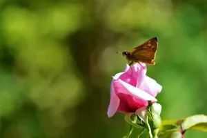 Concours photos : Rosa & Cornus