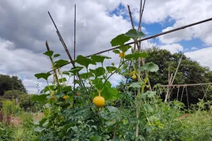 Initiez-vous à la permaculture à St-Laurent-les-Eglises - Juillet