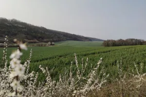 Balade découverte de la biodiversité d'un coteau calcaire
