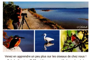 BALADE DÉCOUVERTE DES OISEAUX