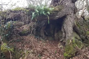 Le secret des arbres