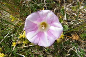 Les dunes et leurs richesses