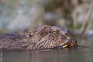 Musée L'Abbaye - Visite guidée - Au coeur des rivières