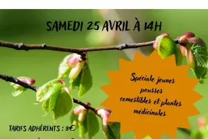 Balade reconnaissance plantes sauvages comestibles et médicinales