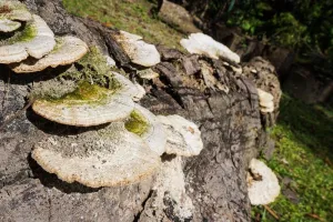 Une forêt qui s'ensauvage