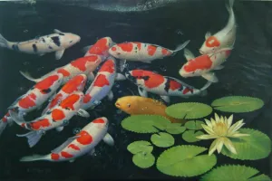 Fête de la Carpe koï