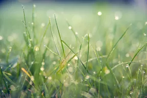 Cycle d'Ateliers ''Libérez les pelouses''