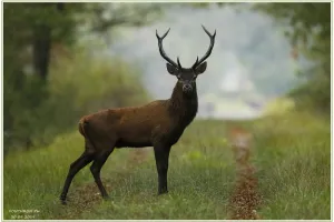 Sortie crépusculaire brame du cerf