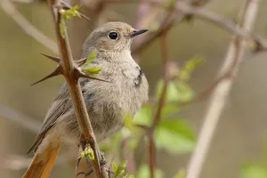 Rendez-vous nature : Les chants d'oiseaux